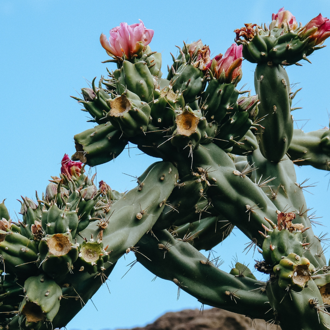 Desert Cactus Bloom