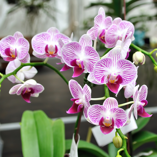 Orchid Elegance