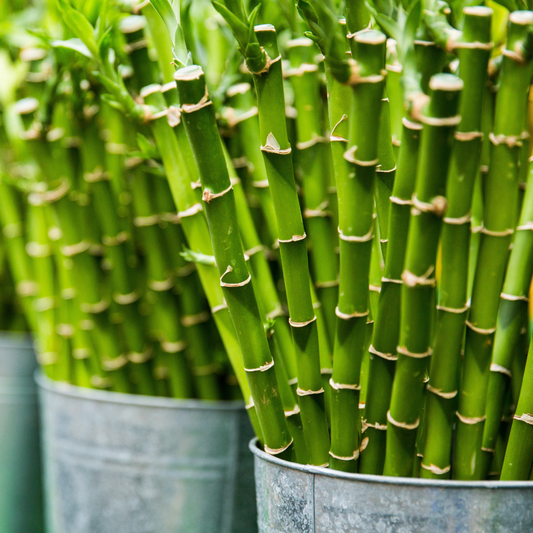 Bamboo Garden